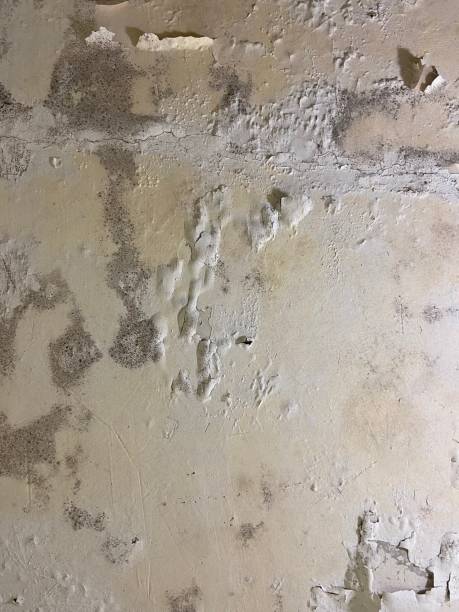 Best Mold Testing  in Southport, IN